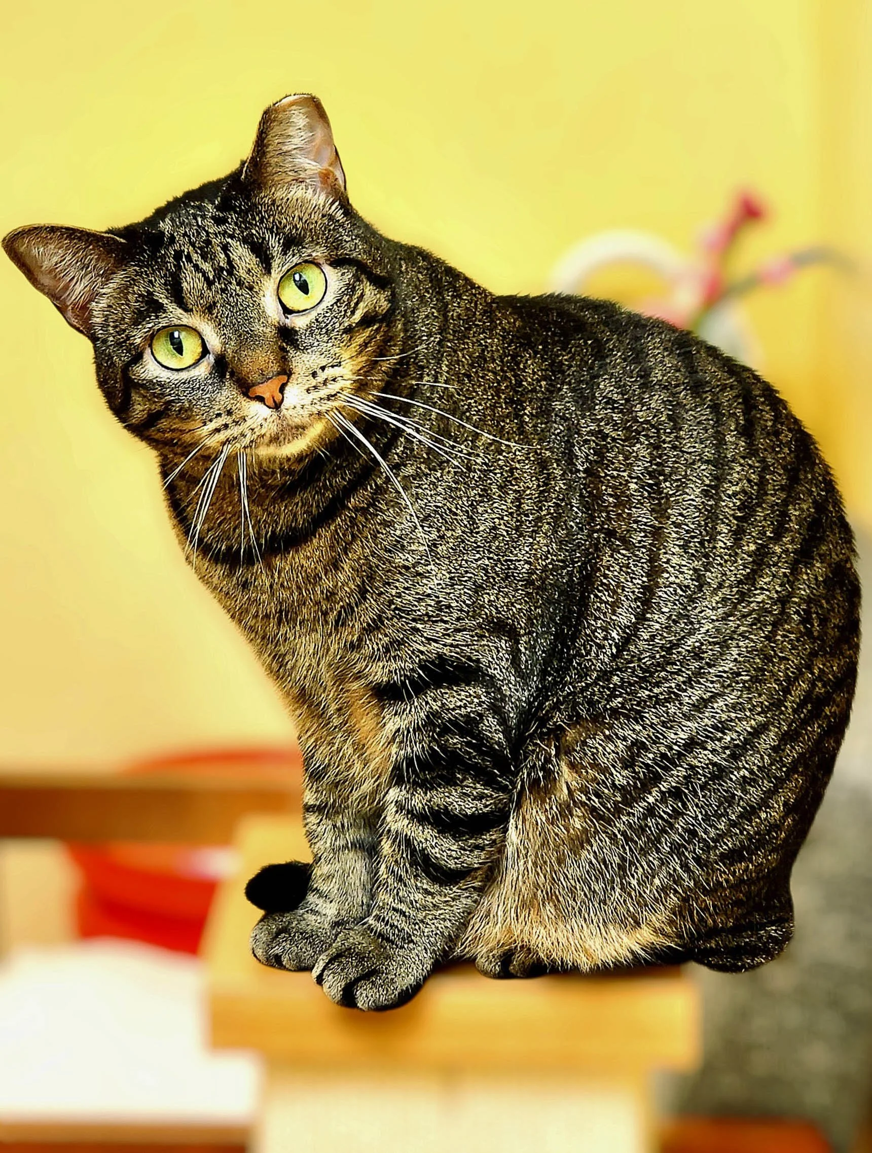 Whiskers Way Station | Find Your Feline Friend Today — Stray Cat